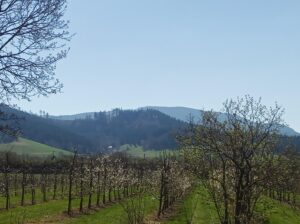 signal-2025-04-05-204453